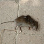 Dead Norway Rat