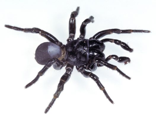 Male Mouse Spider 