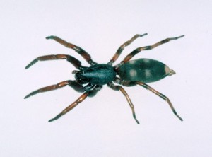White-tipped Spider