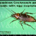 Cockroach egg case