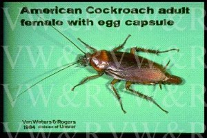 Cockroach egg case