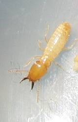 Termite Soldier